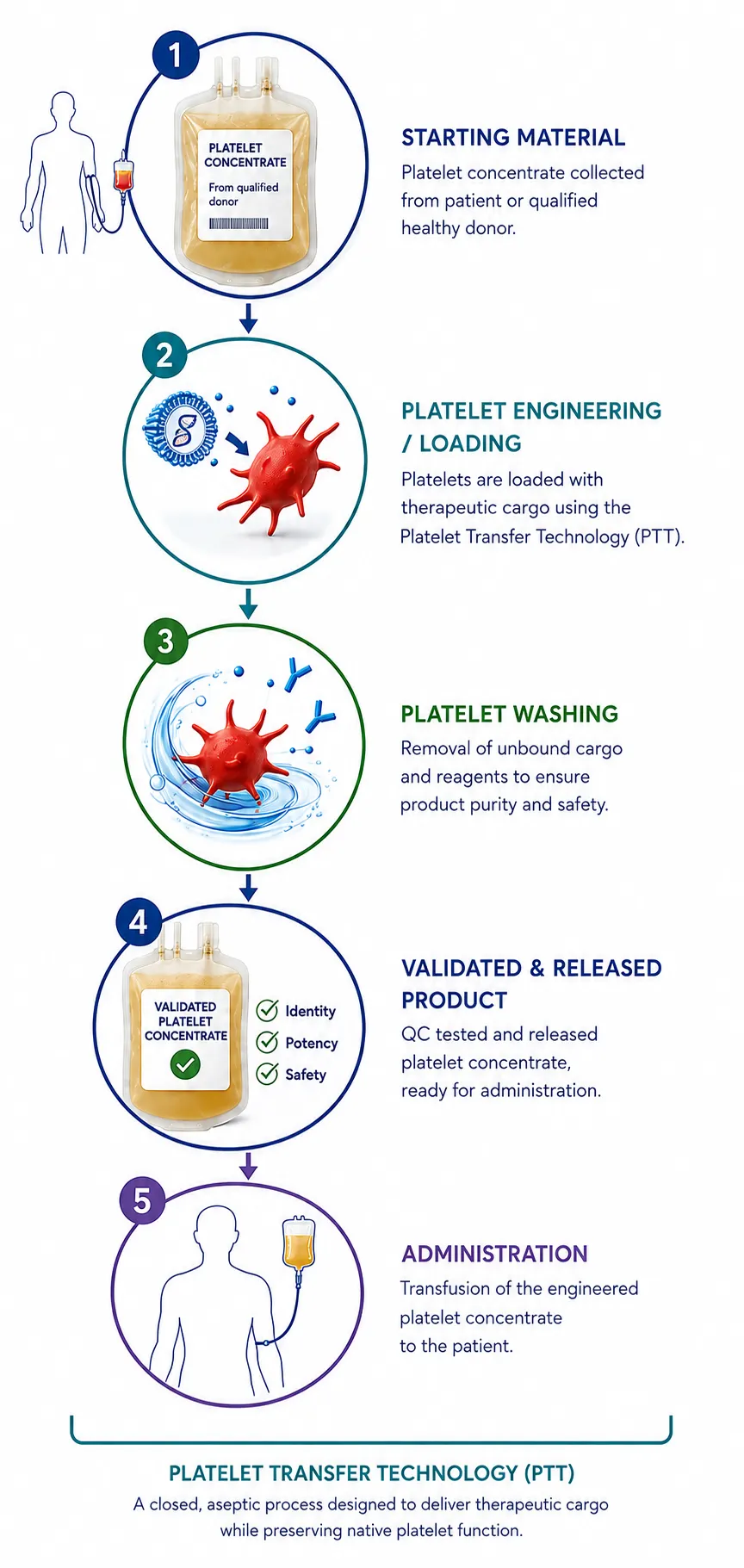 The five phases of the PTT process: starting material, platelet engineering/loading, platelet washing, validated & released product, administration