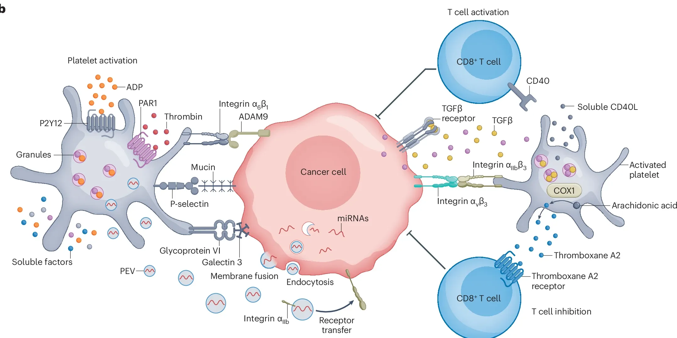 Scientific diagram of platelet–tumour cell interaction: platelet activation (ADP, PAR1, thrombin, granule release) and TCIPA-mediated recruitment to the cancer cell surface